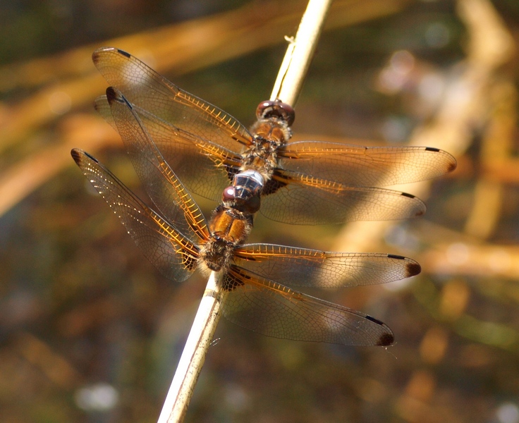 Libellula fulva